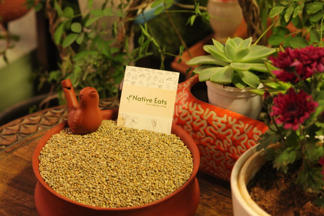 Pearl Millet / Bajra / Sajjalu