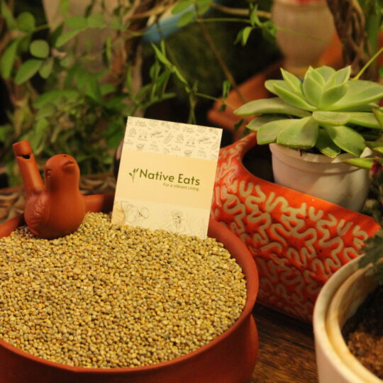 Pearl Millet / Bajra / Sajjalu