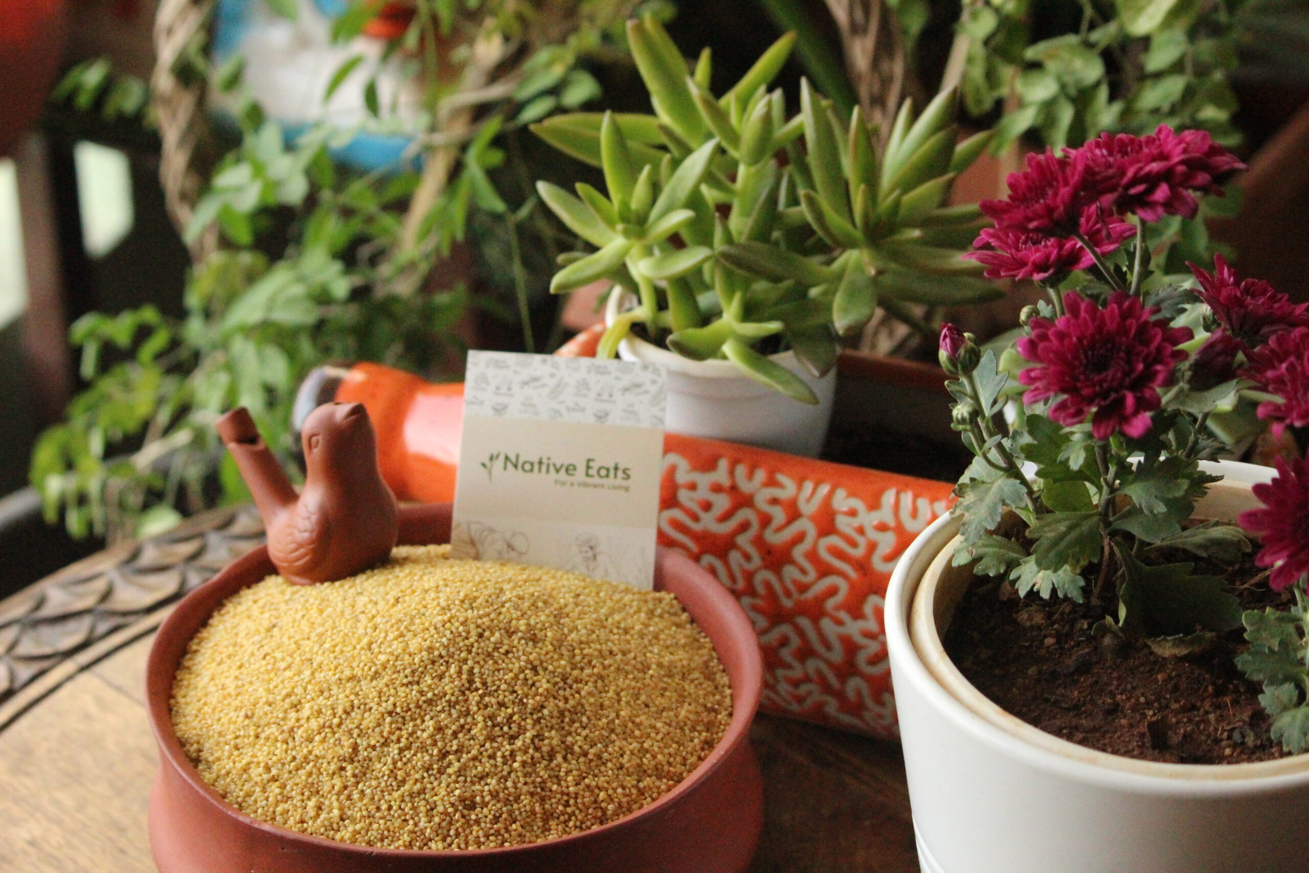 Foxtail Millet / Kakum / Korralu
