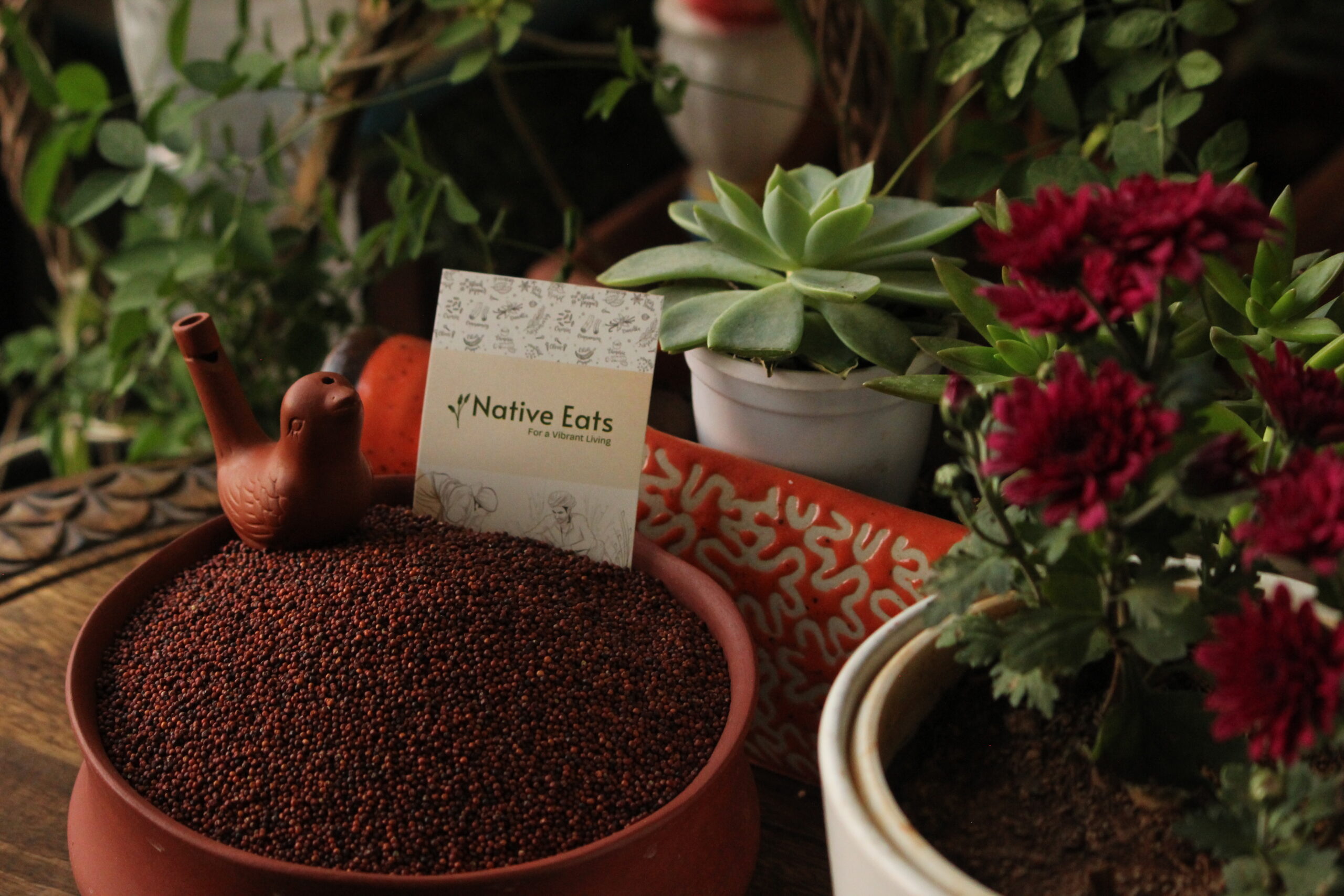 Finger Millet / Ragi / Ragulu