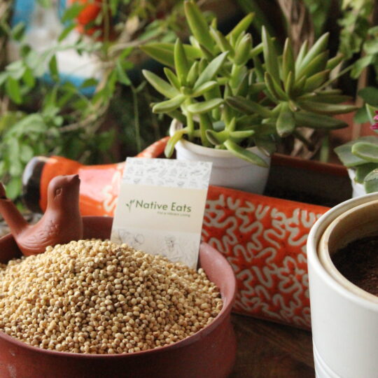 Sorghum / Jowar / Jonnalu